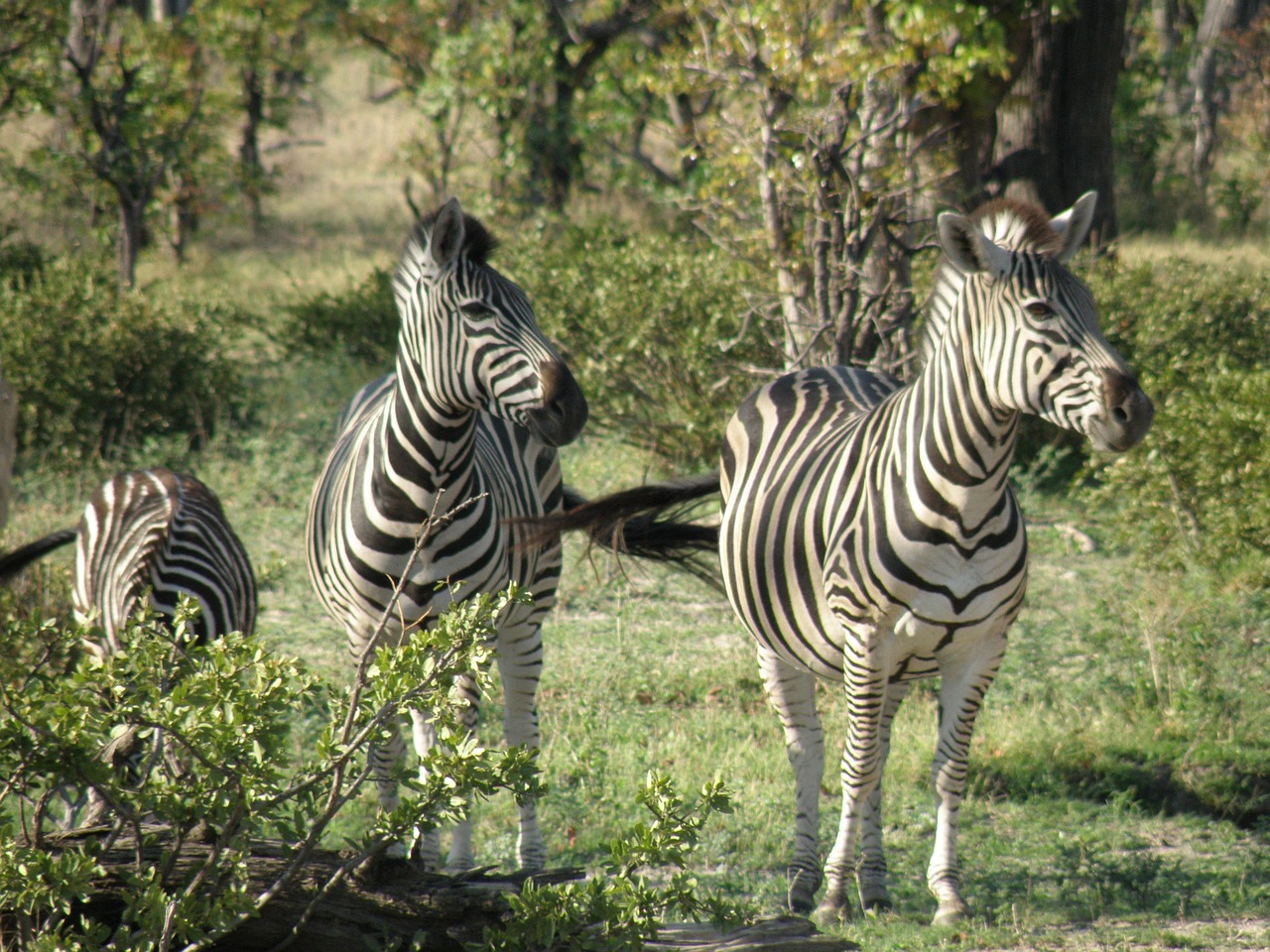 Okavango Delta, Botswana