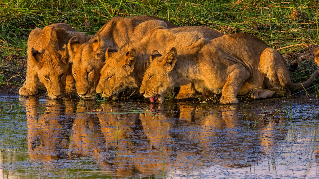Okavango Delta, Botswana
