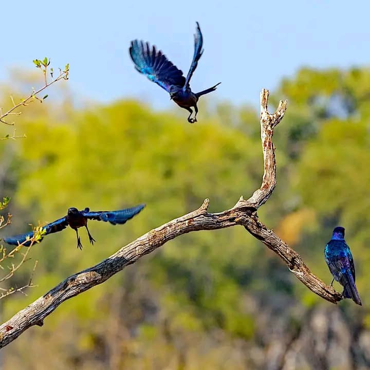 Okavango Delta, Botswana