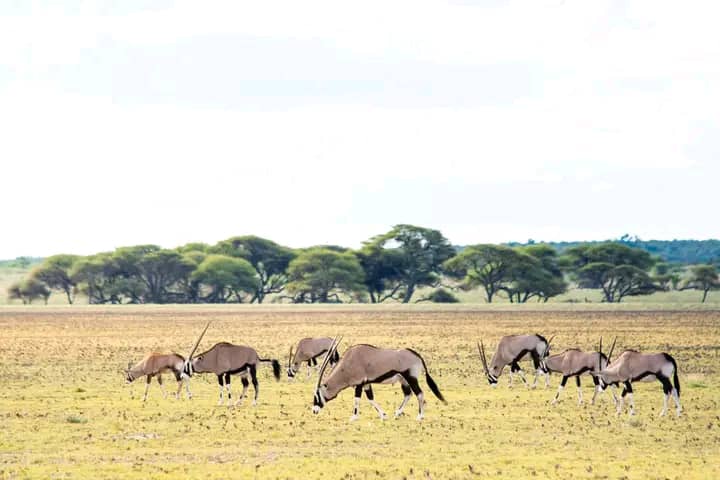 Okavango Delta, Botswana